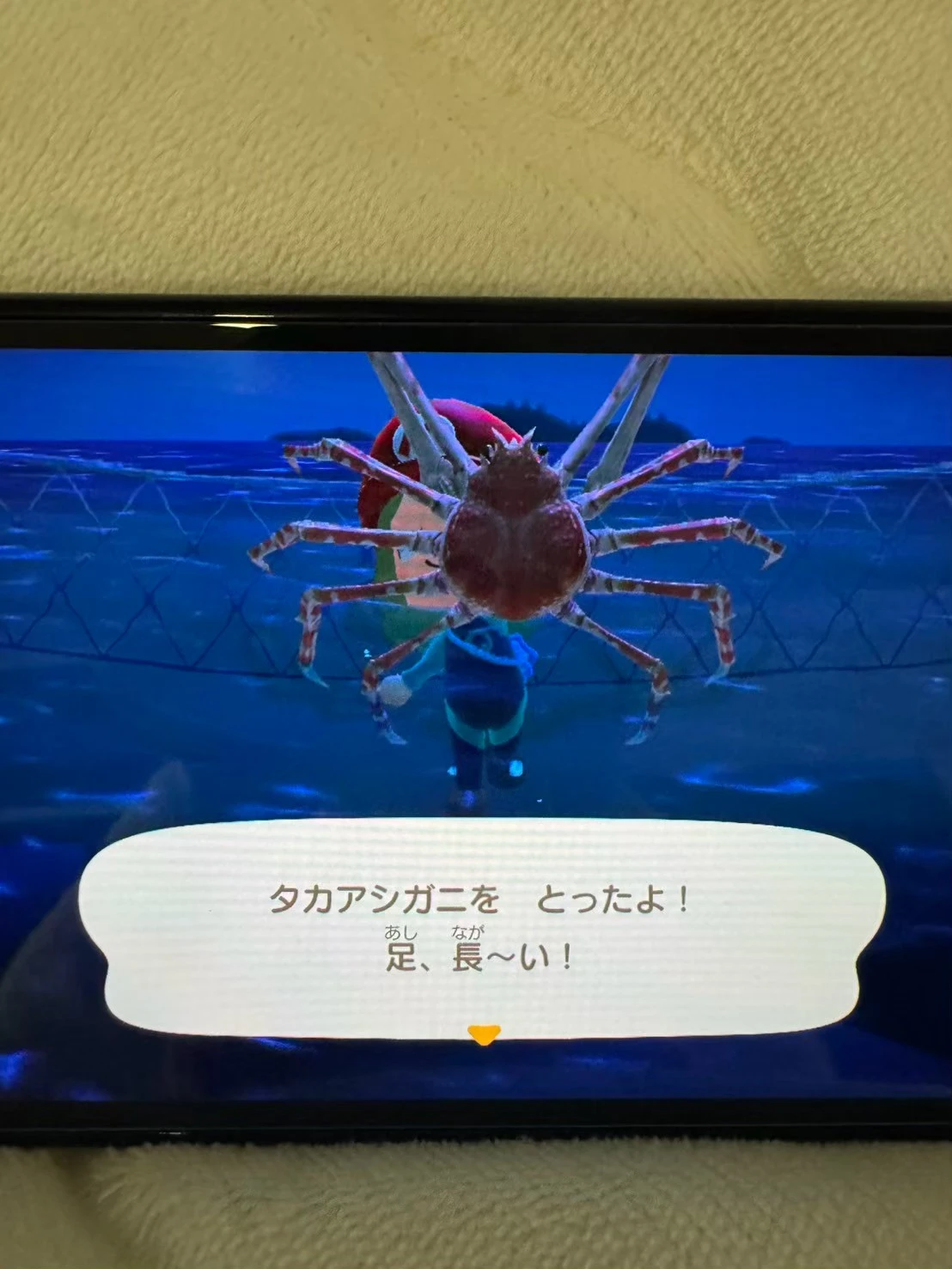 タカアシガニ 1