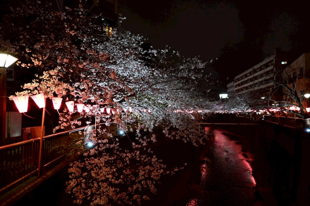 春の夜の夢のごとし 2