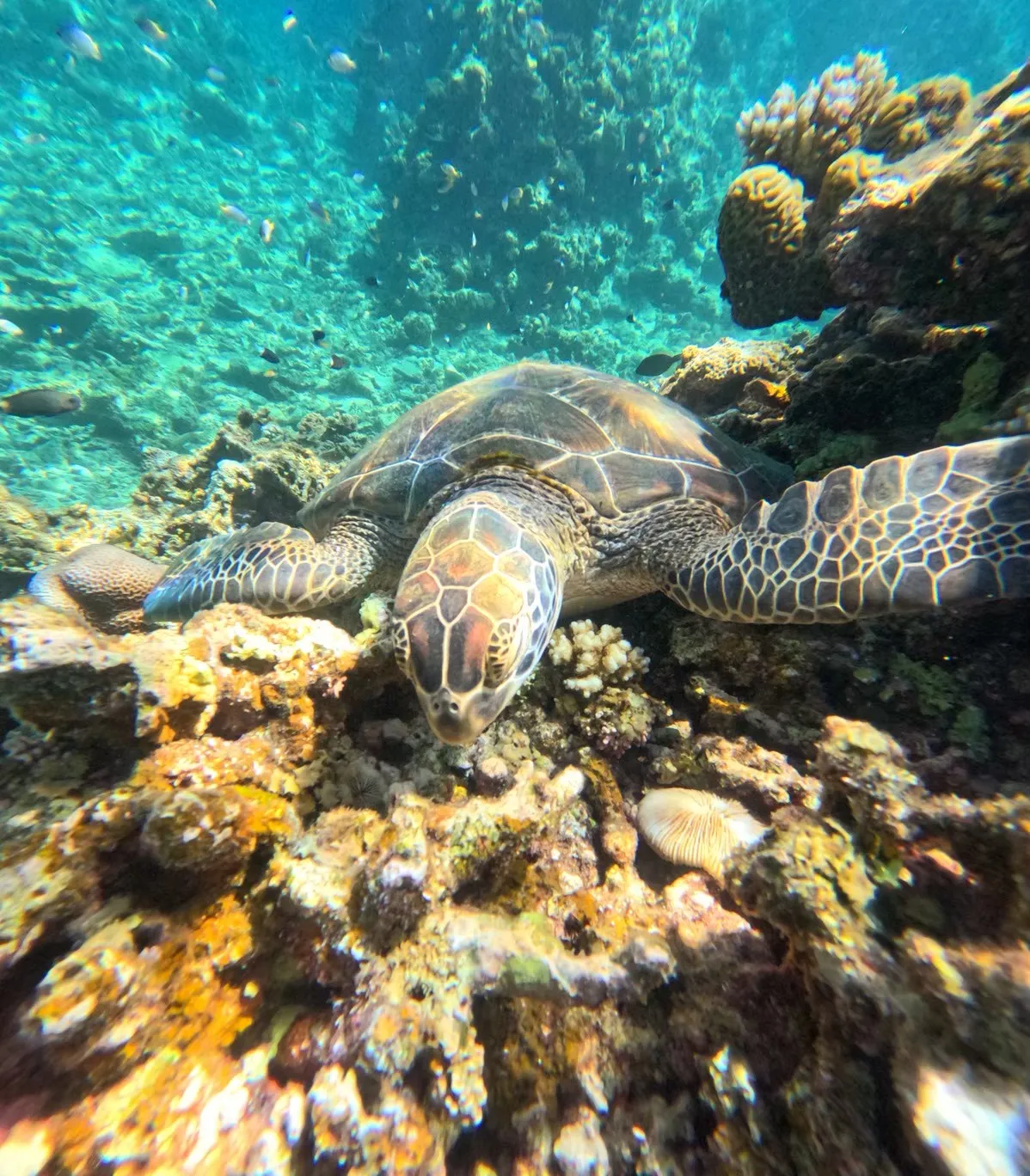 ウミガメの島 1